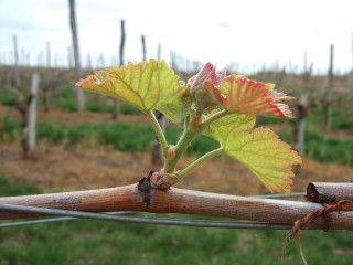 Bourgeon sur une vigne