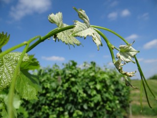 Quelques feuilles de vignes sur une tige