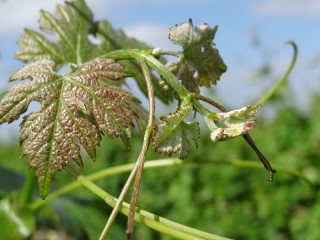 Quelques feuilles de vignes du cépage Cabernet Sauvignon