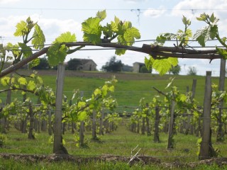 Conduite de la vigne avec des jeunes pousses qui se développent