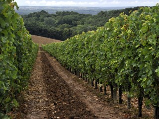 Deux rangs de vignes