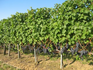 Parcelle effueillée du vignoble Château Naudy