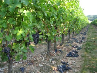 Rangée de vignes, avec des grappes de raisin à terre