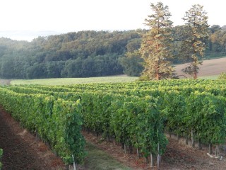 Rangées de vignes