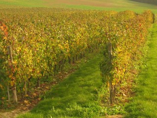 Paysage du vignoble ensoleillé