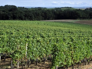 Paysage du vignoble en été