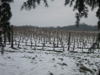 Le vignoble "Chateau Naudy" recouvert d'une fine couche de neige