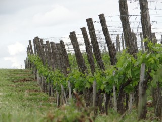 Plusieurs pieds de vignes avec quelques feuilles au printemps