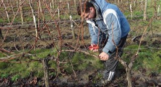 taille de la vigne Chateau Naudy 2014