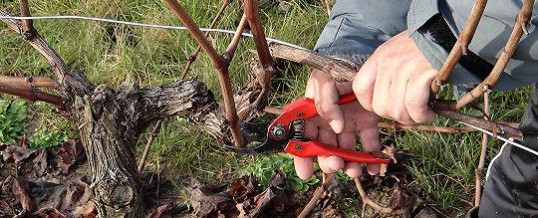 Tailler la vigne pour repartir du bon pied