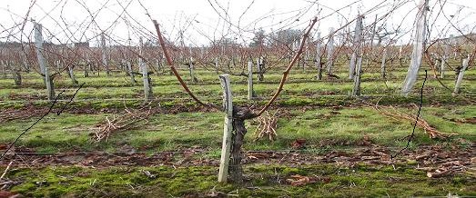 Travaux d’hiver du vignoble