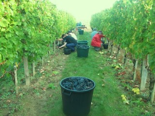 Vendangeurs dans une allée du vignoble et un seau empli de raisin.