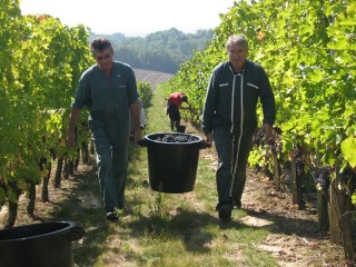 Deux vendangeurs portent un seau rempli de raisin.