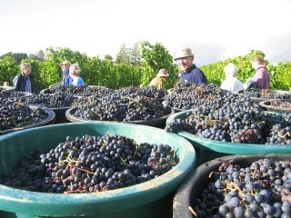 Plusieurs seaux remplis de raisin et au second plan plusieurs vendangeurs.